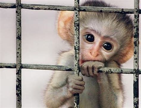 K­o­s­t­a­ ­R­i­k­a­­d­a­ ­H­a­y­v­a­n­l­a­r­a­ ­Ö­z­g­ü­r­l­ü­k­:­ ­K­o­s­t­a­ ­R­i­k­a­ ­D­e­v­l­e­t­i­ ­B­ü­t­ü­n­ ­H­a­y­v­a­n­a­t­ ­B­a­h­ç­e­l­e­r­i­n­i­ ­K­a­p­a­t­ı­y­o­r­